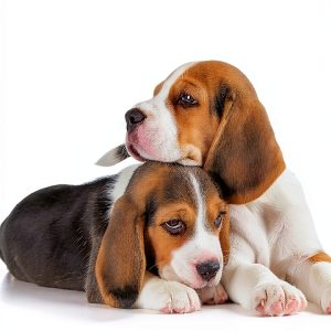 Dog Breed Guide Kindle eBook by Canine Handbooks – 240 Page Care-0