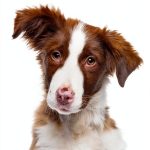 Dog Training Book by Harvest - Reprint Kindle Edition 389 Pages-0