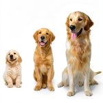 Puppy Care Guide by DK Your Puppy Month by Month Kindle eBook-0