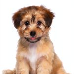 Dog Breeds Kindle Book by LP Media Inc. 125‑Page Training Guide-0